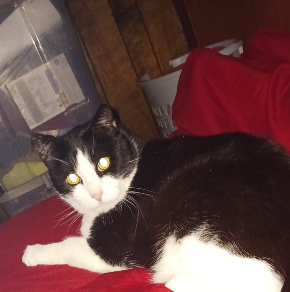 Meet your Posher, Alison - Picture 3 of 3